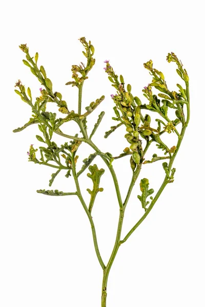 Cakile Maritima Ist Eine Blühende Pflanzenart Die Gemäßigten Klimazonen Nordafrikas — Stockfoto