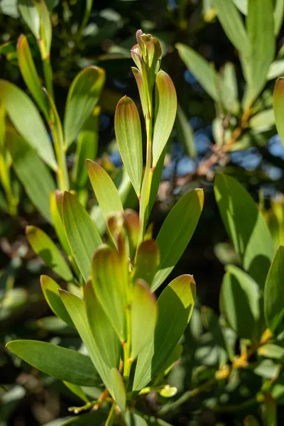아카시아 Acacia Melanoxylon 아카시아 Acacia Peninervis 과작고 모양의 블랙우드 Wild — 스톡 사진