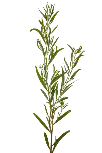 Acacia Melanoxylon Acacia Penninervis Feuilles Étroites Vert Foncé Petites Fleurs — Photo