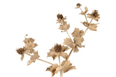 Eryngium maritimum çoğu Avrupa kıyı şeridi boyunca bulunur. Beyaz arkaplanda izole edilmiş şube.