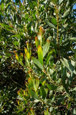 Acacia Melanoxylon veya Acacia Penninervis, koyu yeşil, dar yapraklar ve küçük, top gibi, sarımsı beyaz çiçekler. Yabani Blackwood ya da Wattle, Fabaceae, Mimosoideae familyasından bir çiçek bitkisidir..