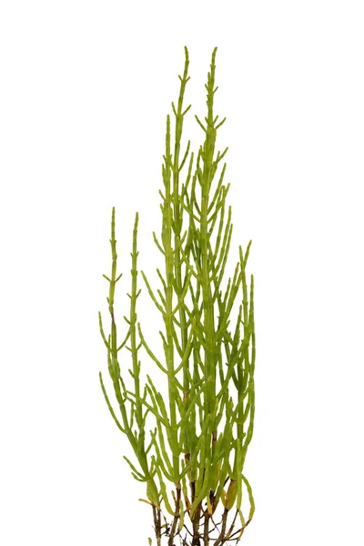 Vers Moeras Saffier Een Kustplant Met Levendige Groene Stengels Een — Stockfoto