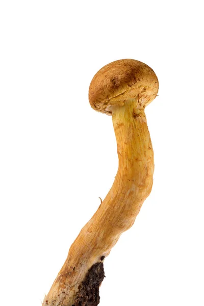 Gymnopilus Junonius Svamp Familjen Cortinariaceae Känd Som Spektakulär Rustgill Isolerad — Stockfoto