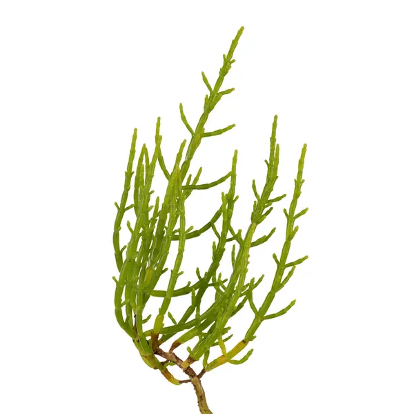 Samphire Pântano Fresco Uma Planta Costeira Com Talos Verdes Vibrantes — Fotografia de Stock