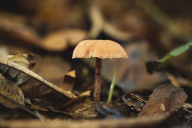 Ormanın zemininde mantarın yakın çekimi..