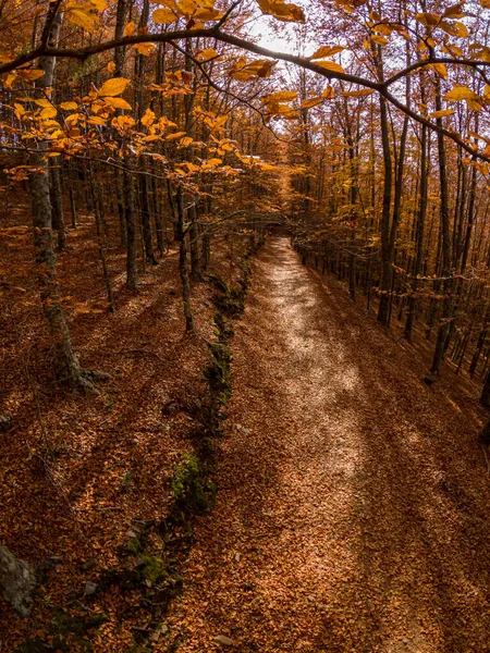 Herfst Bos Pad Bladeren Vallen Het Bodemlandschap Herfstachtergrond November — Stockfoto