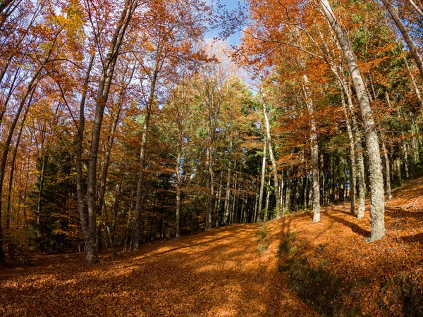 Herfst Bos Pad Bladeren Vallen Het Bodemlandschap Herfstachtergrond November — Stockfoto