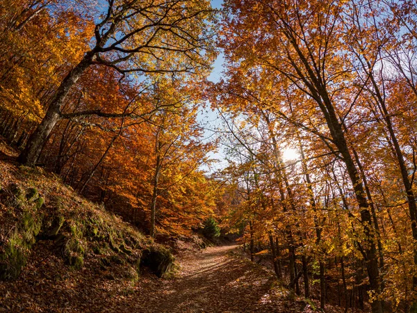 Hojas Sendero Del Bosque Otoñal Caen Paisaje Del Suelo Fondo —  Fotos de Stock