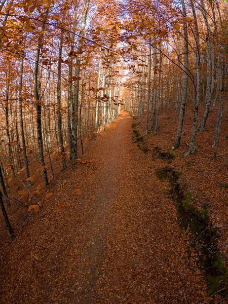 Sao Loureno Beukenbos Pad Bladeren Vallen Het Grondlandschap Herfstachtergrond November — Stockfoto
