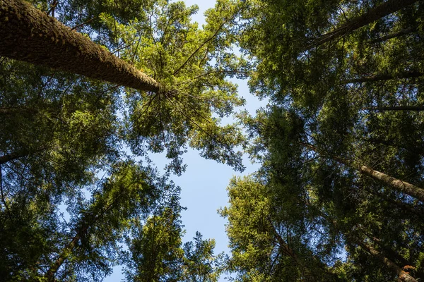 Fish Eye Look View Pine Tree Wood Manteigas Portugal — Stock Photo, Image