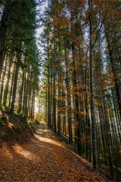 秋天的背景下 秋天的森林小径树叶落在地面上 — 图库照片