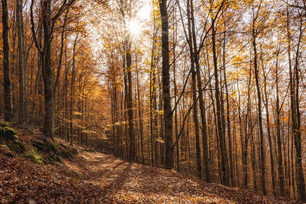 Hojas Sendero Del Bosque Otoñal Caen Paisaje Del Suelo Fondo — Foto de Stock