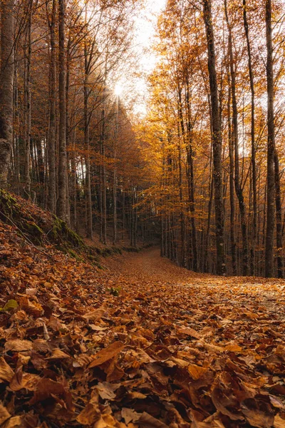 Sao Loureno Bosque Haya Hojas Sendero Caen Paisaje Del Suelo — Foto de Stock