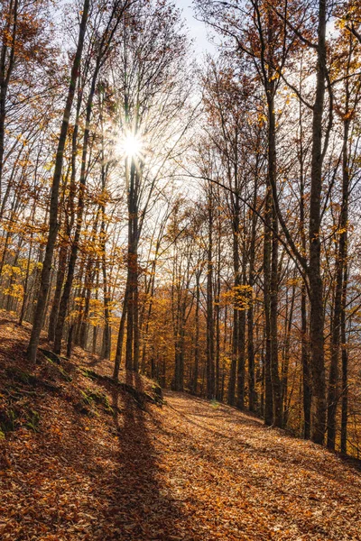 Hojas Sendero Del Bosque Otoñal Caen Paisaje Del Suelo Fondo — Foto de Stock