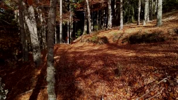 Así Loureno Bosque Haya Hojas Sendero Caen Paisaje Del Suelo — Vídeo de stock