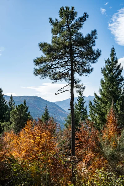 Pinos Valle Manteigas Serra Estrela Portugal — Foto de Stock