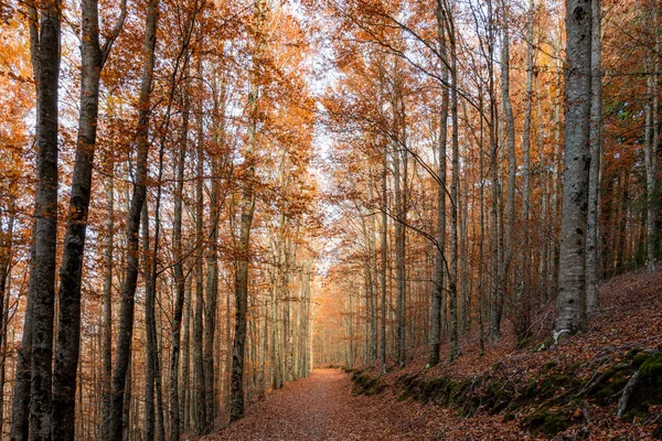 Hojas Sendero Del Bosque Otoñal Caen Paisaje Del Suelo Fondo — Foto de Stock