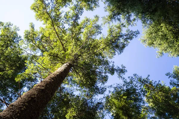 Fish Eye Look View Pine Tree Wood Manteigas Portugal — Stock Photo, Image