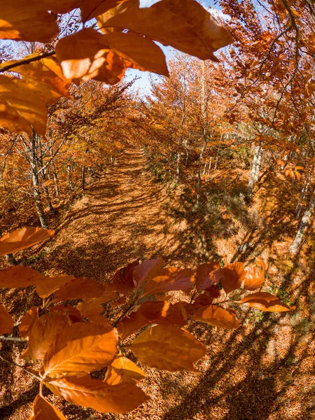 Sao Loureno Beukenbos Pad Bladeren Vallen Het Grondlandschap Herfstachtergrond November — Stockfoto