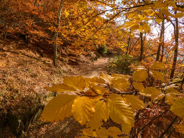 Floresta Faia São Loureno Folhas Caminho Caem Paisagem Solo Sobre — Fotografia de Stock