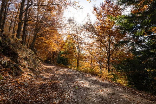 Hojas Sendero Del Bosque Otoñal Caen Paisaje Del Suelo Fondo — Foto de Stock