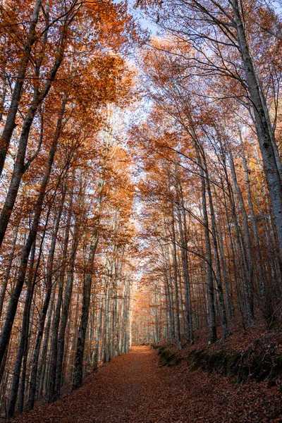 11月 葡萄牙曼蒂加斯 圣路易斯山毛榉树森林 秋天背景下的小径落叶在地面景观中 — 图库照片