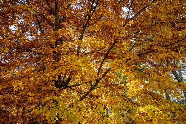 Otoño Bosque Hojas Árbol Agains Azul Cielo —  Fotos de Stock