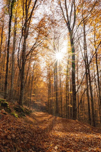 11月 葡萄牙曼蒂加斯 圣路易斯山毛榉树森林 秋天背景下的小径落叶在地面景观中 — 图库照片