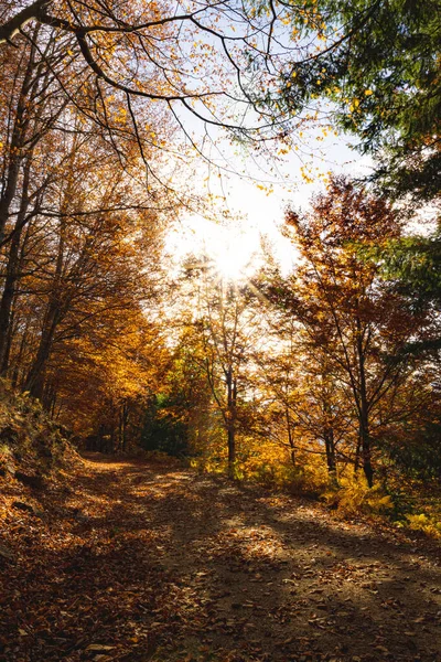 Sao Loureno Beech Tree Forest Cestičky Listí Spadají Země Krajiny — Stock fotografie