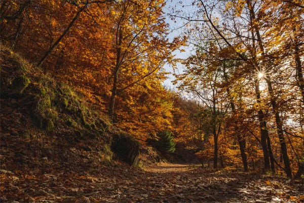 Floresta Faia São Loureno Folhas Caminho Caem Paisagem Solo Sobre — Fotografia de Stock