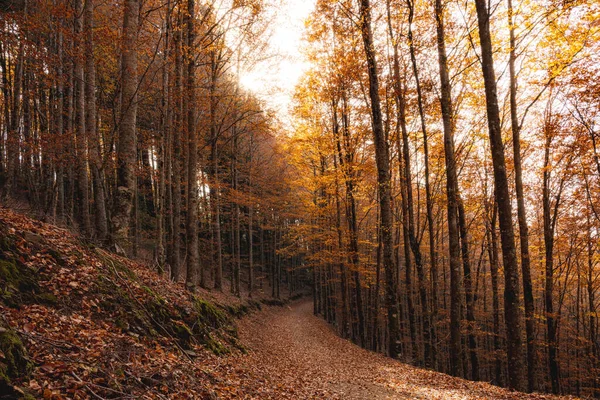 Hojas Sendero Del Bosque Otoñal Caen Paisaje Del Suelo Fondo — Foto de Stock