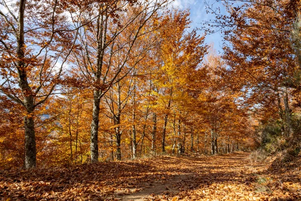 Буковый Лес Сао Лурено Листья Которого Падают Грунт Осеннем Фоне — стоковое фото