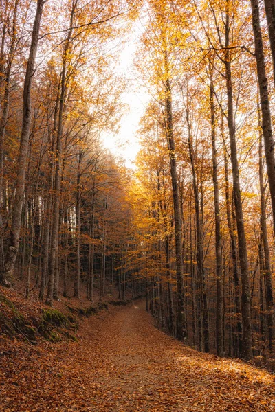 秋天的背景下 秋天的森林小径树叶落在地面上 — 图库照片