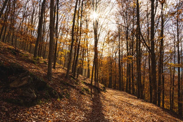 Sao Loureno Pyökkimetsä Marras Syksyllä Manteigas Portugali — kuvapankkivalokuva