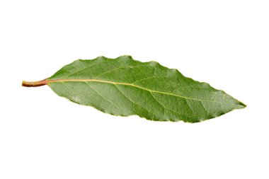 Beyaz arka plan üzerinde izole defne yaprağı.