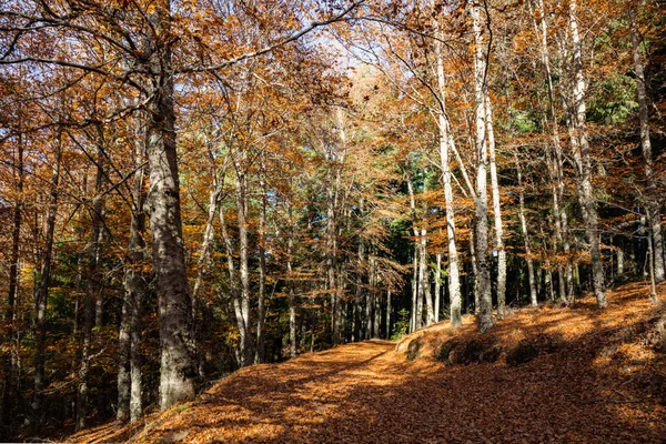 Podzimní Lesní Cesta Listí Padá Podzimní Krajině Podzimní Pozadí Listopadu — Stock fotografie