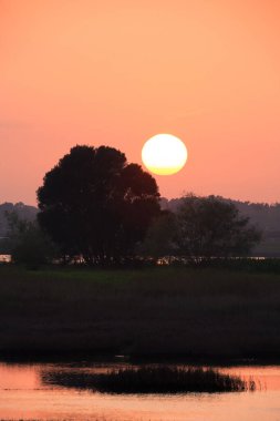 Portekiz, Ovar 'daki bataklıklarda gün batımında ağaç silueti.