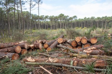 OVAR, PORTUGAL - 17 Şubat 2022: Portekiz 'in Dunas de Ovar Ormanı' nda düşen çam ormanı