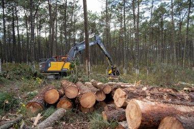 OVAR, PORTUGAL - 17 Şubat 2022: Portekiz 'in Dunas de Ovar Ormanı' nda düşen çam ormanı