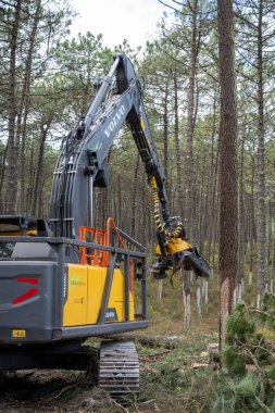 OVAR, PORTUGAL - 17 Şubat 2022: Portekiz 'in Dunas de Ovar Ormanı' nda düşen çam ormanı