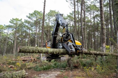 OVAR, PORTUGAL - 17 Şubat 2022: Portekiz 'in Dunas de Ovar Ormanı' nda düşen çam ormanı