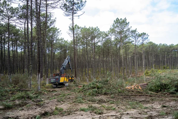 Ovar Portugal February 2022 Pine Forest Felling Forest Perimeter Dunas — Stock Photo, Image
