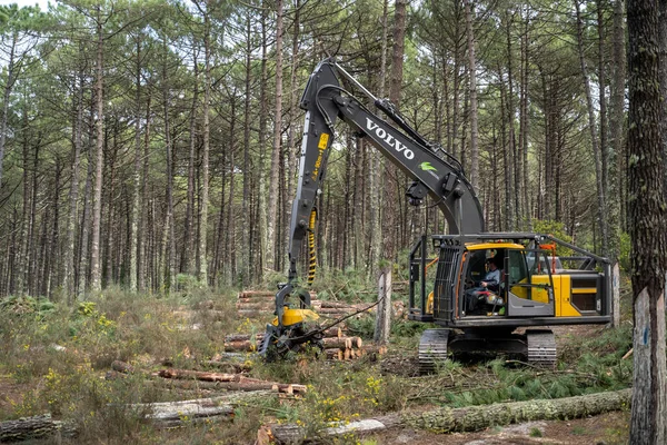 Ovar Portugal Şubat 2022 Portekiz Dunas Ovar Ormanı Nda Düşen — Stok fotoğraf