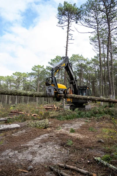 Ovar Portugal Fevrier 2022 Abattage Pins Dans Périmètre Forestier Dunas — Photo
