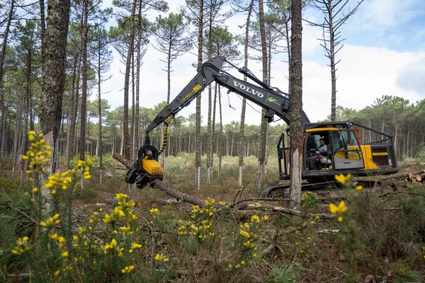 Ovar Portugal Şubat 2022 Portekiz Dunas Ovar Ormanı Nda Düşen — Stok fotoğraf