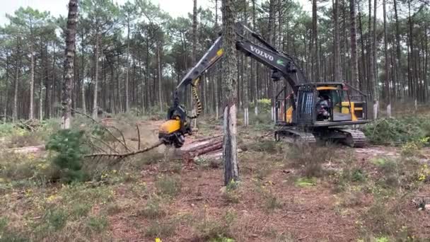 Ovar Portugal Şubat 2022 Portekiz Dunas Ovar Ormanı Nda Düşen — Stok video