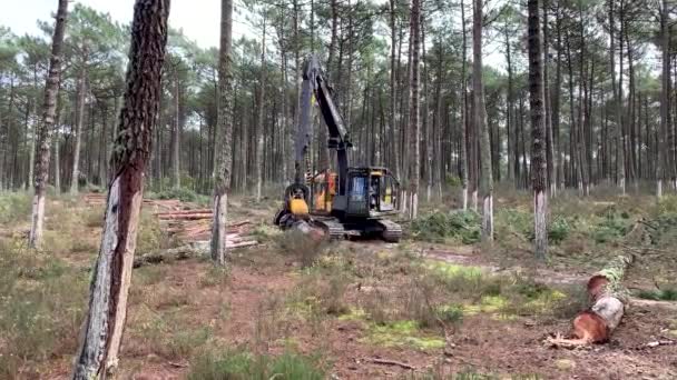 Овар Португаль Февраля 2022 Вырубка Соснового Леса Лесном Периметре Дунас — стоковое видео
