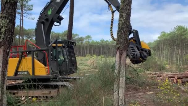 Ovar Portugal February 2022 Pine Forest Felling Forest Perimeter Dunas — Stock Video