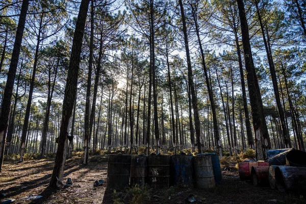Természetes Gyanta Kinyerése Fenyőfa Törzsekből Portugáliai Ovarban — Stock Fotó