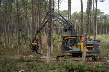 OVAR, PORTUGAL - 17 Şubat 2022: Portekiz 'in Dunas de Ovar Ormanı' nda düşen çam ormanı